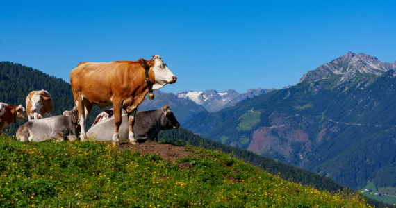 Bild-Nr: 12865112 Stubaital Erstellt von: wompus