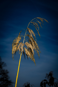 Bild-Nr: 12866208 Schilf 52 Erstellt von: Erhard Hess