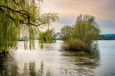 Bild-Nr: 12866214 Rhein bei Ingelheim 17 Erstellt von: Erhard Hess