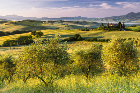 Bild-Nr: 12867811 Olivenhain vorm Podere Belvedere Erstellt von: Daniela Beyer