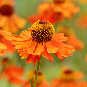 Bild-Nr: 12868959 Sommerblüte Erstellt von: Atteloi