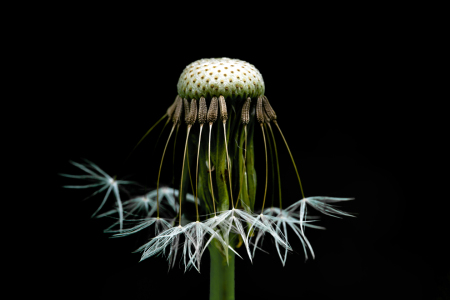 Bild-Nr: 12873033 Dandelion Erstellt von: volker heide