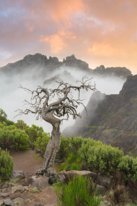 Bild-Nr: 12873538 Natur pur auf Madeira Erstellt von: Michael Valjak