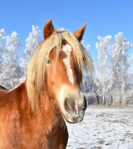 Bild-Nr: 12873633 Haflinger Erstellt von: GUGIGEI
