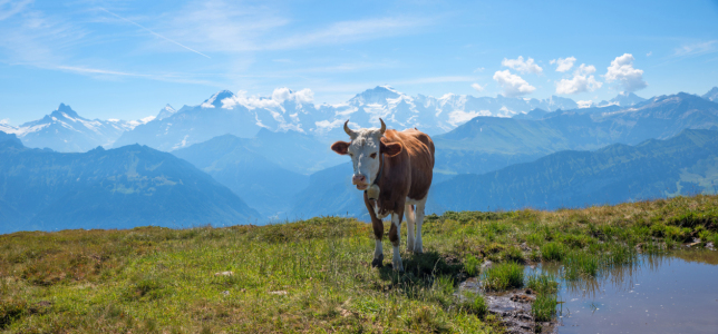 Bild-Nr: 12874519 Einzelne Kuh am Niederhorn Erstellt von: SusaZoom