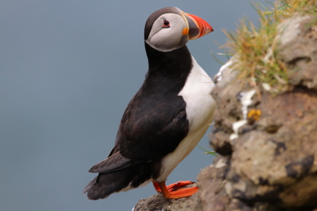 Bild-Nr: 12874566 Papageitaucher Erstellt von: spinatfrosch