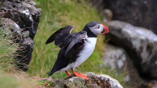 Bild-Nr: 12874568 Papageitaucher Erstellt von: spinatfrosch