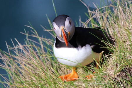 Bild-Nr: 12874570 Papageitaucher Erstellt von: spinatfrosch