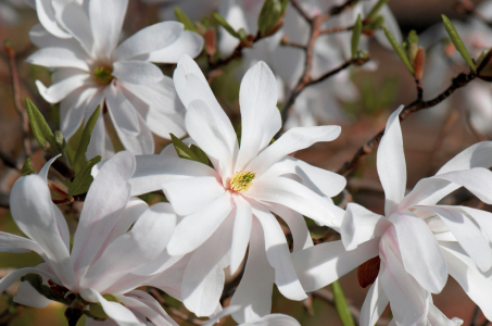 Bild-Nr: 12874617 Sternmagnolie Erstellt von: Atteloi