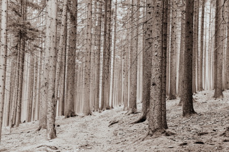 Bild-Nr: 12876287 Im Wald Erstellt von: GUGIGEI