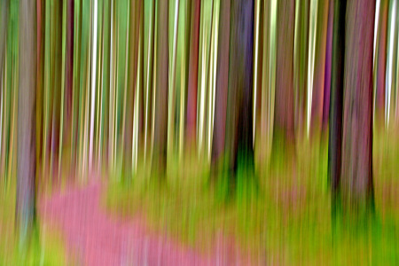 Bild-Nr: 12876342 Im Wald Erstellt von: GUGIGEI