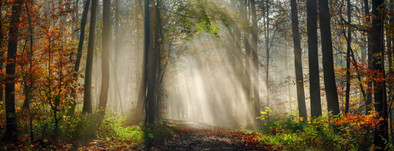 Bild-Nr: 12877265 Verträumte Herbstwald mit Sonnenstrahlen im Nebel Erstellt von: Smileus
