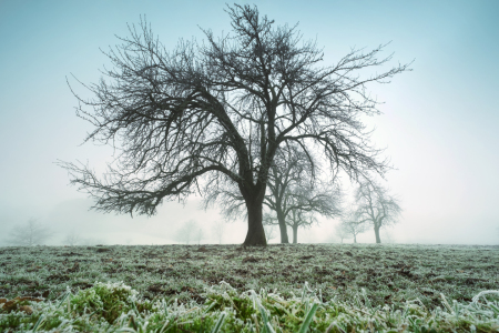 Bild-Nr: 12877439 Kahler Baum auf einer gefrorenen nebligen Wiese  Erstellt von: Smileus