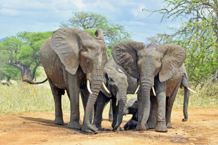 Bild-Nr: 12877564 family Erstellt von: GUGIGEI