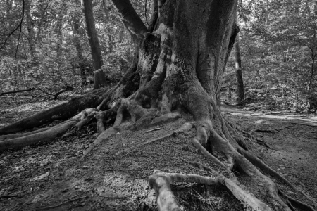 Bild-Nr: 12877587 Naturwunder Buche Erstellt von: volker heide