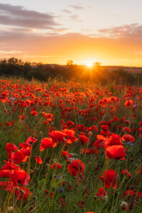 Bild-Nr: 12877648 Mohnfeld zum Sonnenaufgang II Erstellt von: Daniela Beyer