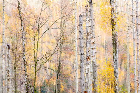 Bild-Nr: 12877774 Wald im Wandel Erstellt von: Daniela Beyer
