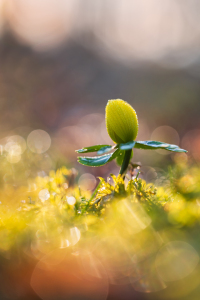 Bild-Nr: 12877846 Tanz in den Frühling Erstellt von: Daniela Beyer