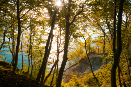 Bild-Nr: 12878066 Sonnenaufgang an der Kreiseküste auf Rügen Erstellt von: Martin Martin Wasilewski