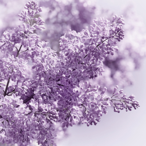 Bild-Nr: 12878421 Flieder Erstellt von: Atteloi