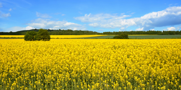 Bild-Nr: 12879561 Rapsfeld Erstellt von: Atteloi