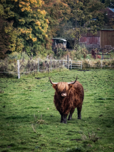 Bild-Nr: 12879948 Highland Cattle Erstellt von: DirkR