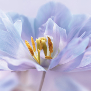 Bild-Nr: 12880050 Tulpenblüte Erstellt von: Atteloi