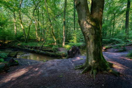 Bild-Nr: 12880161 ein natürlicher Bachlauf im Ruhrgebiet Erstellt von: volker heide