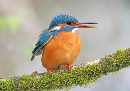 Bild-Nr: 12880174 Eisvogel Erstellt von: GUGIGEI