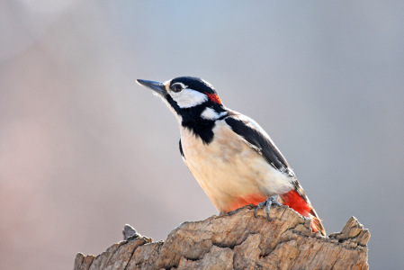 Bild-Nr: 12880571 Buntspecht Erstellt von: GUGIGEI