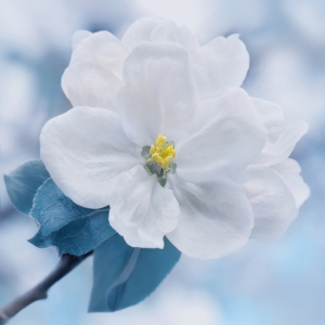 Bild-Nr: 12881110 Frühlingsblüte Erstellt von: Atteloi