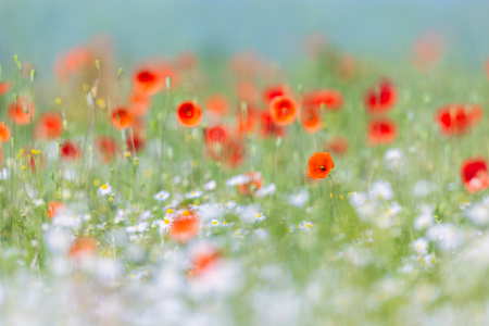 Bild-Nr: 12881361 Mohnblüten zwischen Kamilleblüten Erstellt von: Daniela Beyer