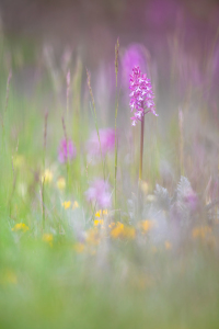 Bild-Nr: 12881370 Orchideenwiese in Thüringen Erstellt von: Daniela Beyer