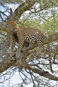 Bild-Nr: 12881686 Leopard Erstellt von: GUGIGEI