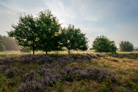 Bild-Nr: 12882290 Mystische Heide Erstellt von: volker heide