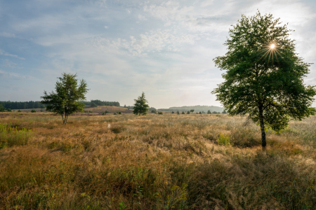 Bild-Nr: 12882294 Lichtstimmung in der Heide Erstellt von: volker heide