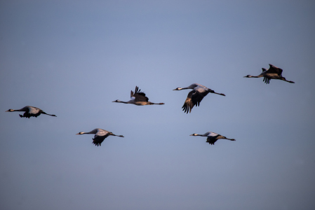 Bild-Nr: 12883075 Kranich Flug in Formation Erstellt von: Tanja Riedel