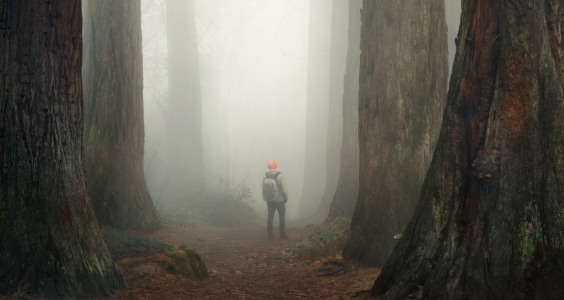 Bild-Nr: 12883354 Wanderer bewundert riesige Mammutbäume im Nebel Erstellt von: Smileus