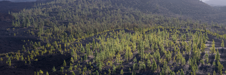 Bild-Nr: 12884133 Herbstwald auf Teneriffa Erstellt von: Walter G. Allgöwer