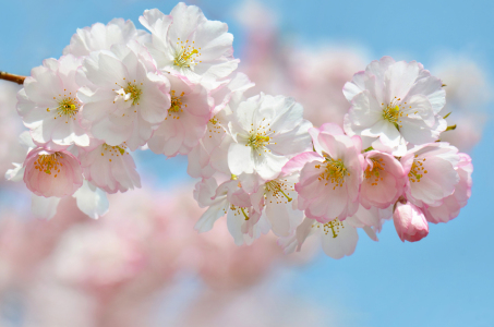Bild-Nr: 12884422 Frühling Erstellt von: Atteloi