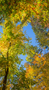 Bild-Nr: 12885004 Herbstliche Baumkronen Erstellt von: SusaZoom