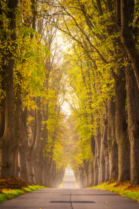 Bild-Nr: 12886021 Allee Straße im Herbst Erstellt von: Martin Martin Wasilewski