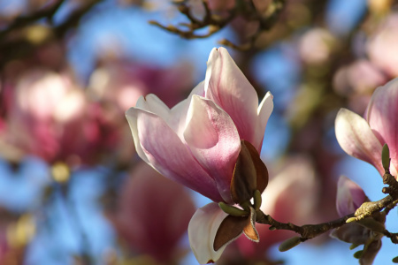 Bild-Nr: 12886085 Magnolia Erstellt von: youhaveadream