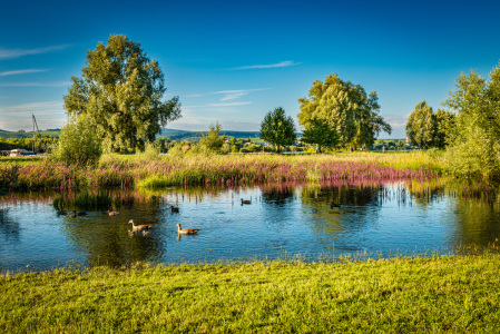 Bild-Nr: 12886191 Rheinaue bei Heidenfahrt 30 Erstellt von: Erhard Hess