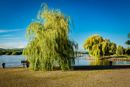 Bild-Nr: 12886192 Rheinaue bei Heidenfahrt 31 Erstellt von: Erhard Hess