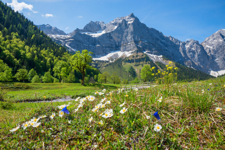 Bild-Nr: 12886785 Alpenflora im Karwendel Erstellt von: SusaZoom