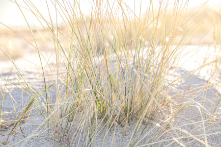 Bild-Nr: 12887039 Strandhafer im Gegenlicht Erstellt von: Ursula Reins
