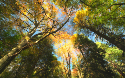Bild-Nr: 12887065 Herbstliche Baumkronen an einem sonnigen Tag Erstellt von: Smileus