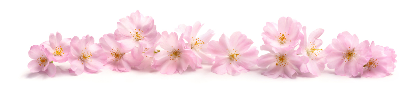 Bild-Nr: 12887068 Isolierte Kirschblüten im Frühlings als Banner Erstellt von: Smileus