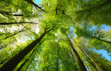 Bild-Nr: 12887211 Blätterdach eines Buchenwaldes im leuchtenden Grün Erstellt von: Smileus